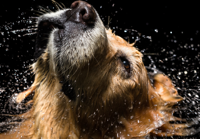 CANE: Bagno, ogni quanto?