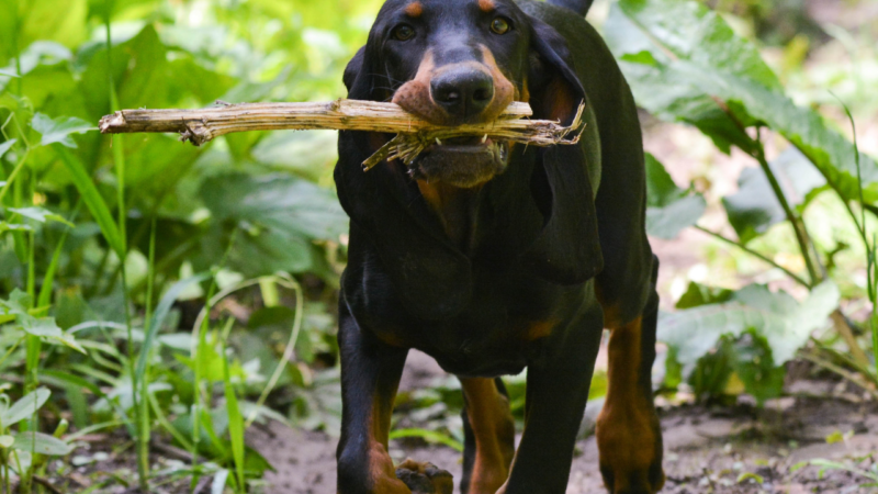 CANE: Attività all’aperto per restare in forma