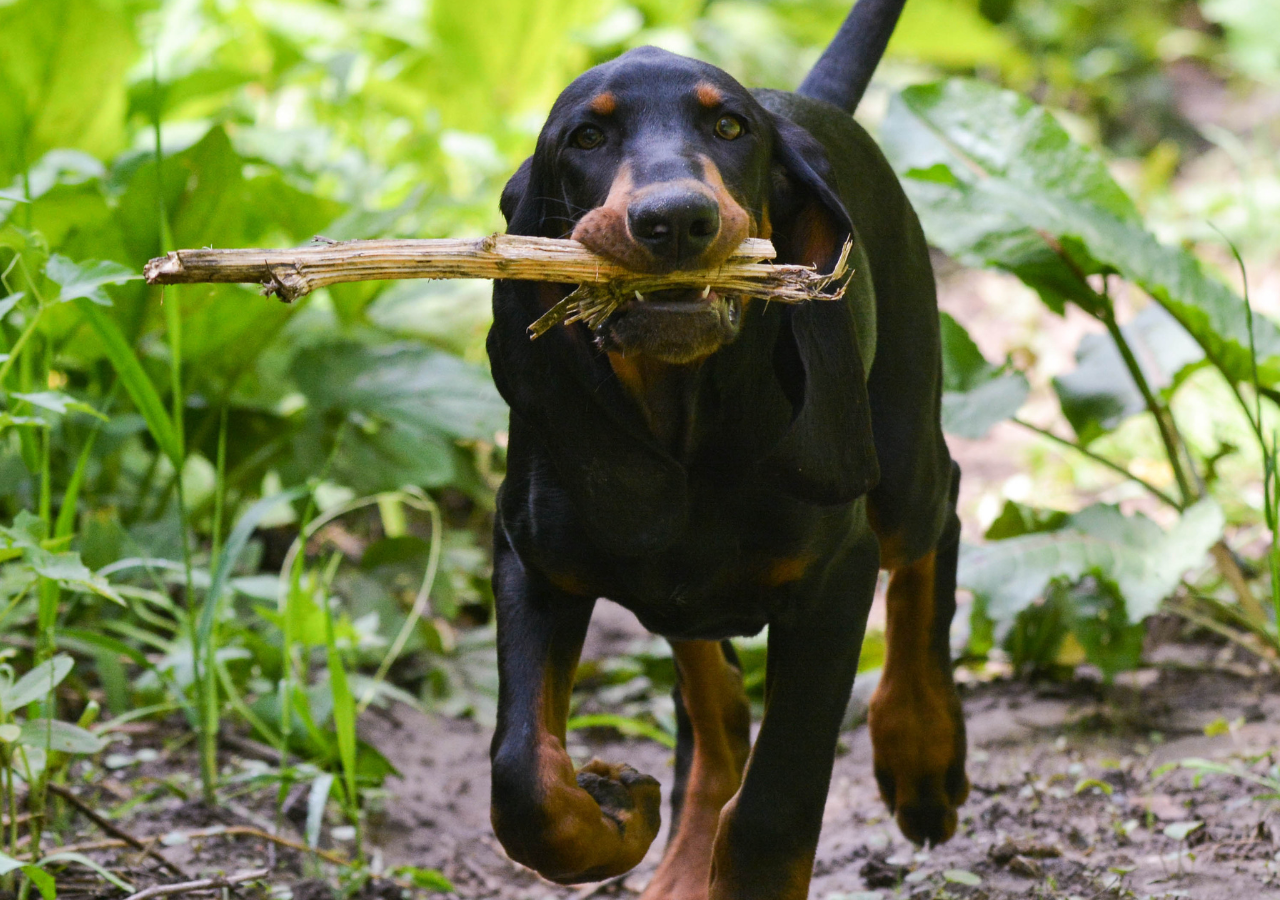 CANE: Attività all’aperto per restare in forma