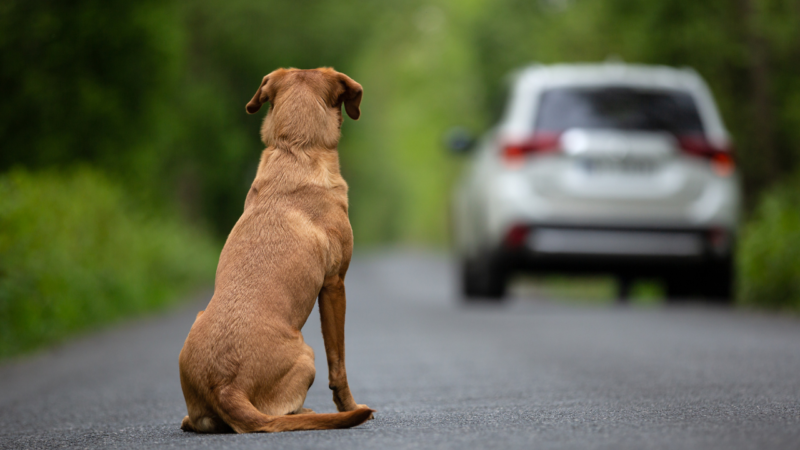 L’ABBANDONO DI UN CANE E’ SEMPRE REATO