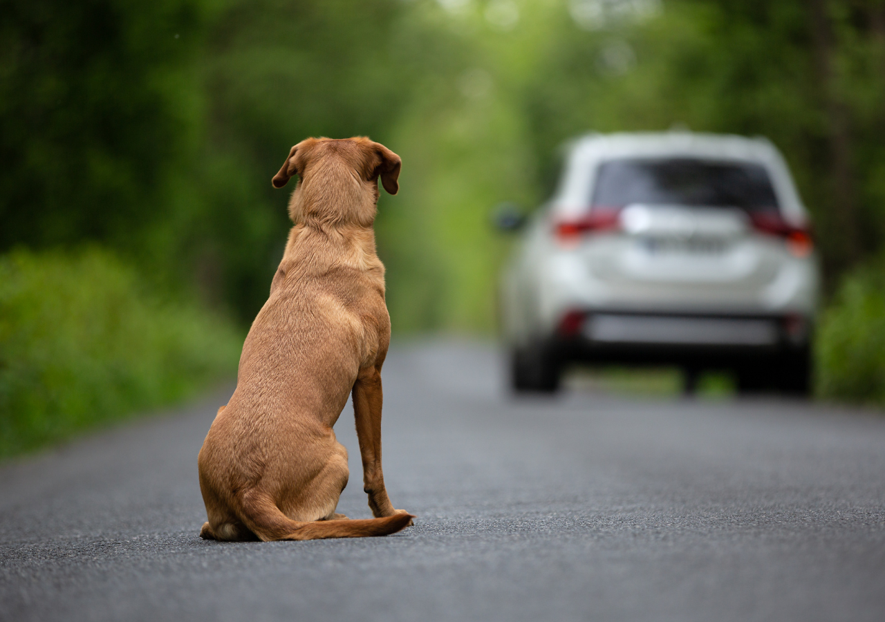 L’ABBANDONO DI UN CANE E’ SEMPRE REATO