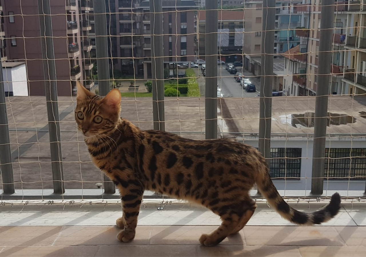 SICUREZZA. I nostri balconi sono sicuri per i nostri gatti?