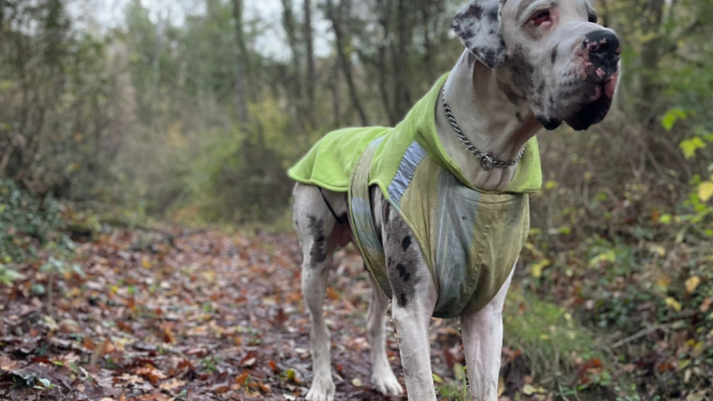 Il tuo cane è un alano? Al cappottino ci pensa Diletta!