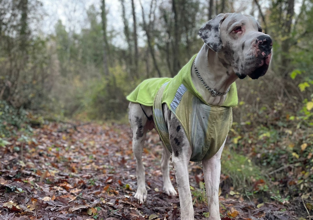 Il tuo cane è un alano? Al cappottino ci pensa Diletta!