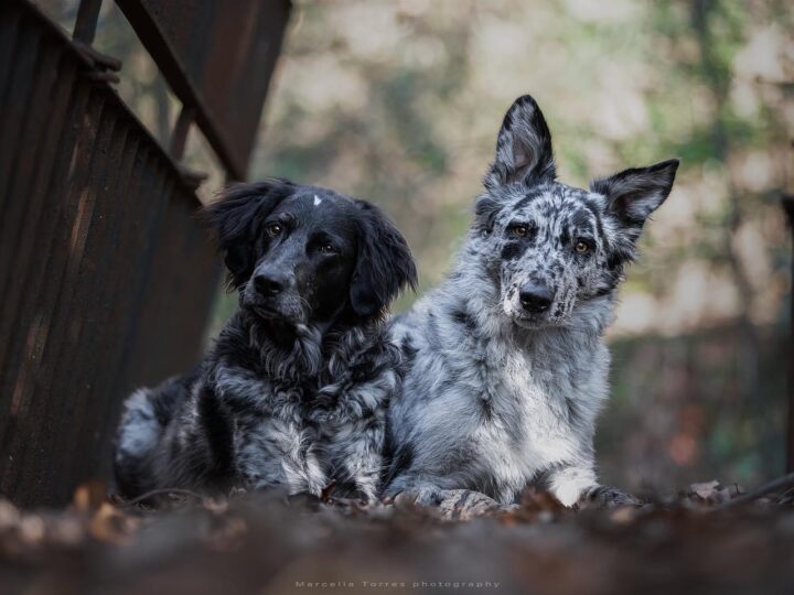 Balanced Dogs, Andora(SV). Un’esperienza unica da vivere con il tuo amico a 4 zampe!