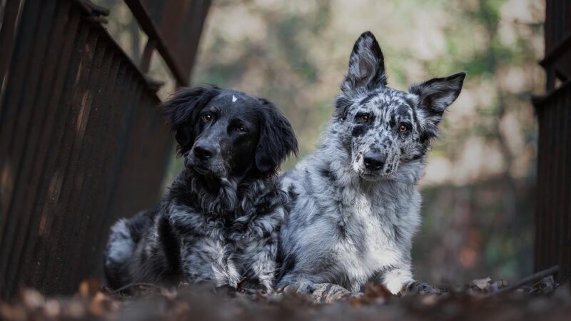 Balanced Dogs, Andora(SV). Un’esperienza unica da vivere con il tuo amico a 4 zampe!