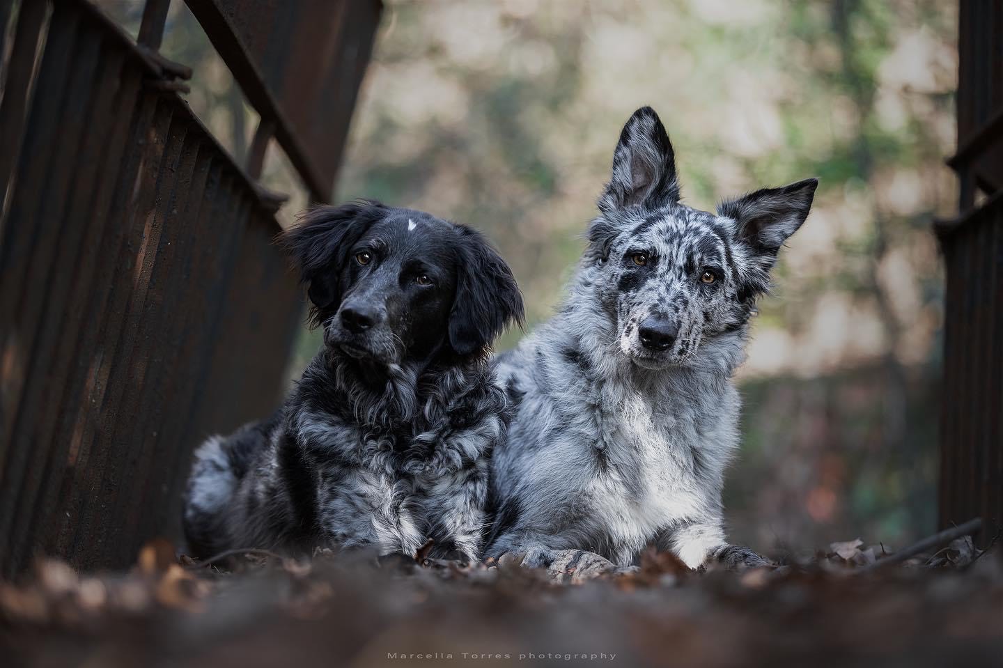 Balanced Dogs, Andora(SV). Un’esperienza unica da vivere con il tuo amico a 4 zampe!