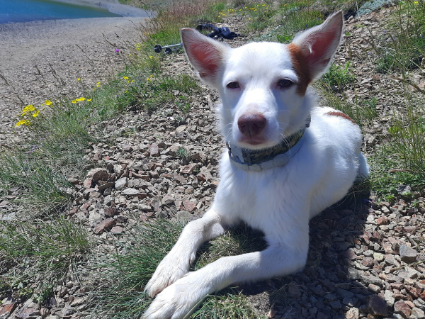 Estate: le raccomandazioni del veterinario