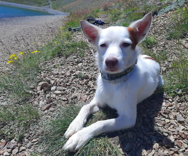 Estate: le raccomandazioni del veterinario