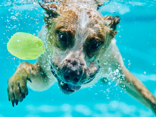 Cani e caldo: una convivenza spesso difficile