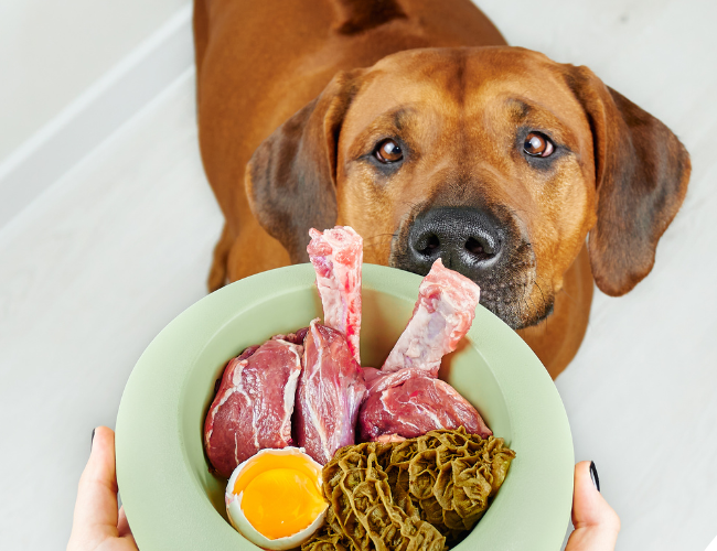 Cambia l’alimentazione per cani e gatti d’inverno?