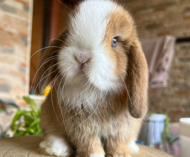 I conigli nani, così piccoli e indifesi, patiscono davvero il freddo? Sfatiamo questo mito.