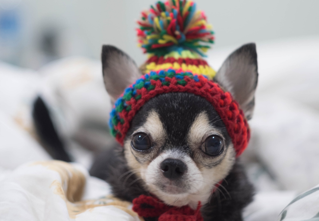 Chihuahua e Freddo: Consigli per Mantenere il tuo Piccolo Amico Caldo e Felice