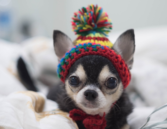 Chihuahua e Freddo: Consigli per Mantenere il tuo Piccolo Amico Caldo e Felice