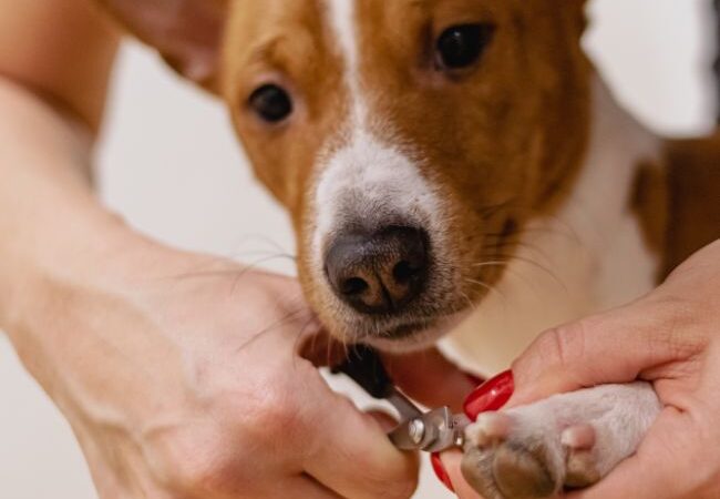 Come tagliare le unghie al cane: guida pratica e sicura