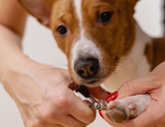 Come tagliare le unghie al cane: guida pratica e sicura