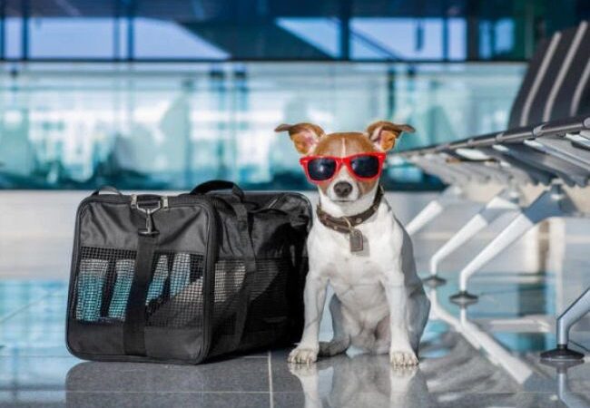 Viaggiare con il tuo cane in cabina: la nuova legge italiana apre le porte ai 4 zampe