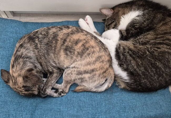 Cane e gatto vanno d’accordo? Sfatiamo i falsi miti e scopri come farli convivere serenamente