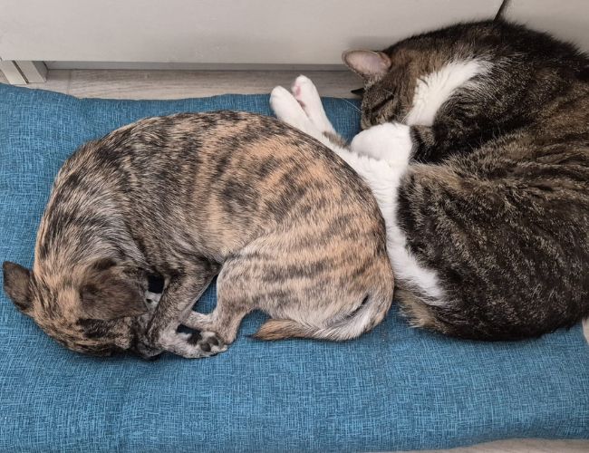 Cane e gatto vanno d’accordo? Sfatiamo i falsi miti e scopri come farli convivere serenamente