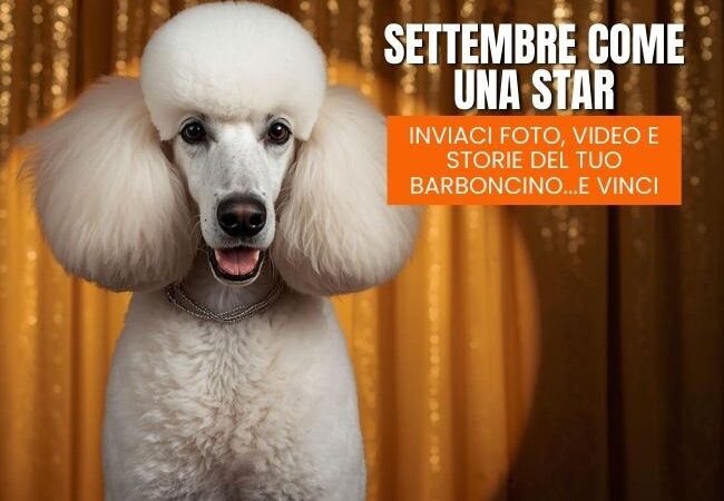 Il tuo Barboncino protagonista su MyPet Magazine!