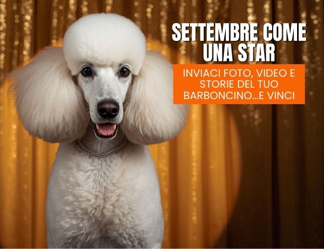 Il tuo Barboncino protagonista su MyPet Magazine!
