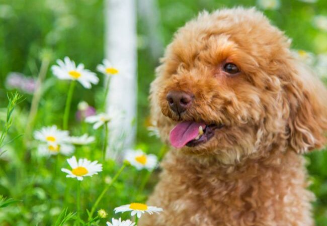Barboncino: perché è il cane del momento?