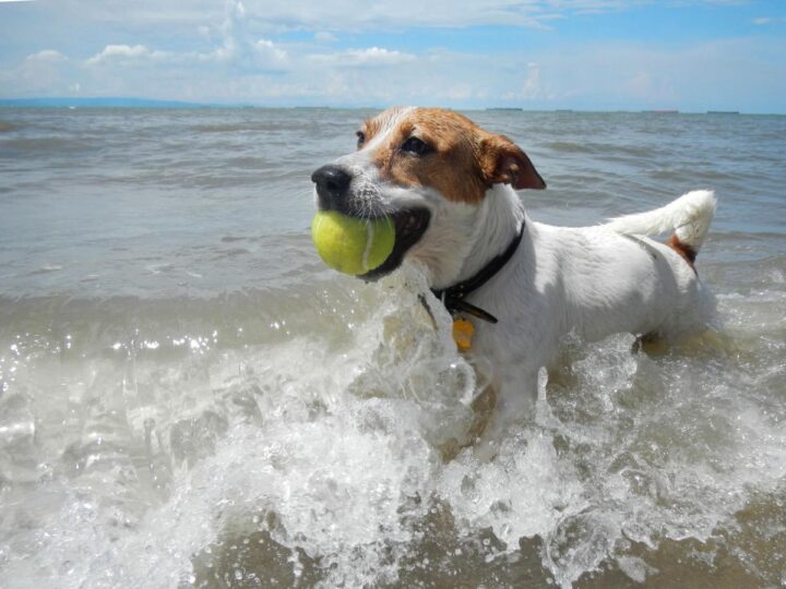 Il cane e il mare: gli piace davvero o è solo un’idea nostra? Scopriamolo insieme