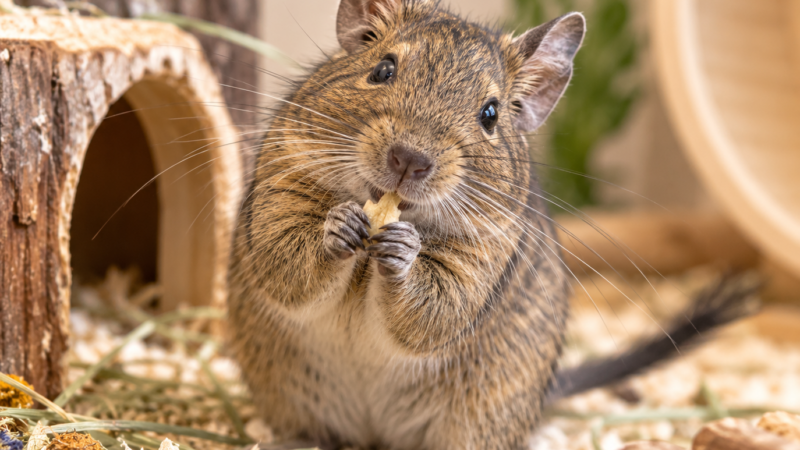 Degu del Cile: il piccolo roditore sociale che non ama gli zuccheri