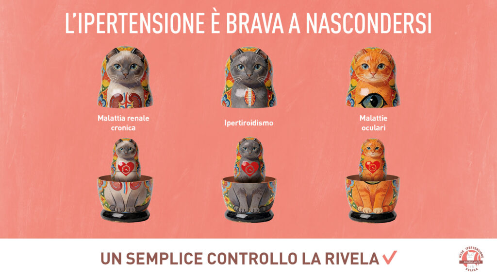 Ipertensione felina: sintomi e rischi della pressione alta nel gatto