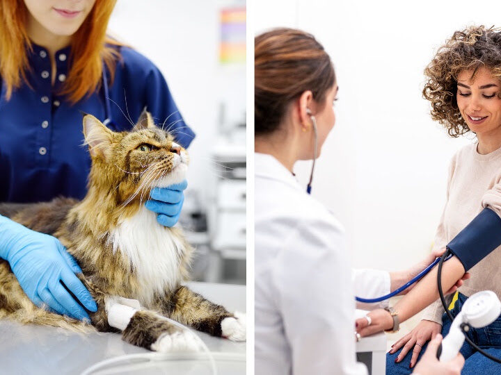 Ipertensione felina: la pressione alta colpisce anche i gatti