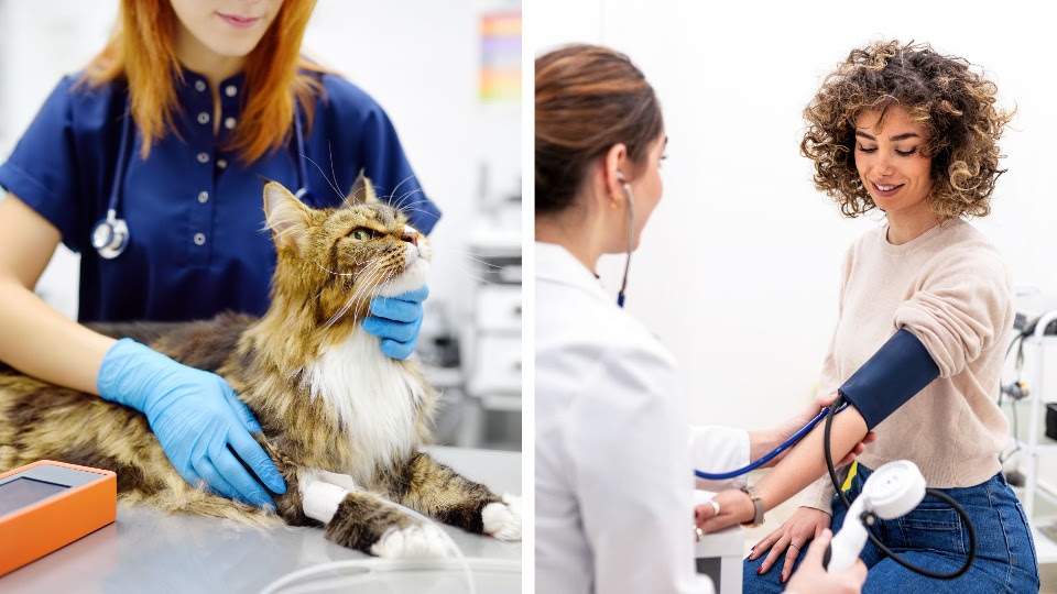 Ipertensione felina: la pressione alta colpisce anche i gatti