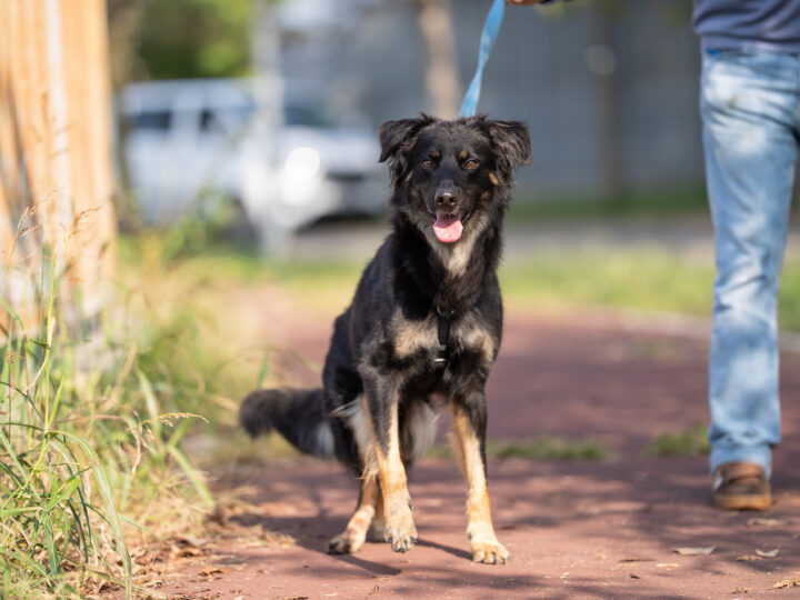 Campagna di prevenzione da zecche e pulci nei canili italiani: donati trattamenti antiparassitari annuali a circa 6000 cani in 11 regioni