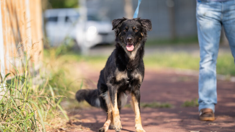 Campagna di prevenzione da zecche e pulci nei canili italiani: donati trattamenti antiparassitari annuali a circa 6000 cani in 11 regioni