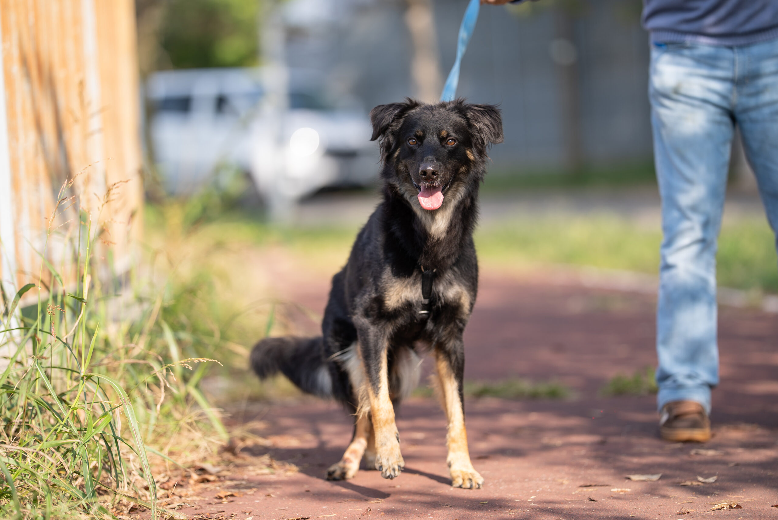 Campagna di prevenzione da zecche e pulci nei canili italiani: donati trattamenti antiparassitari annuali a circa 6000 cani in 11 regioni