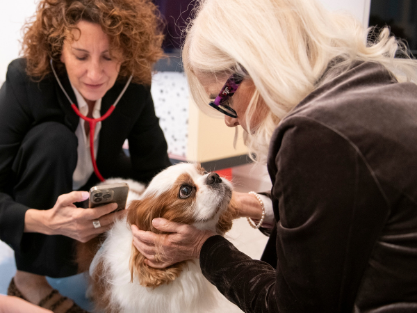 Soffio cardiaco nel cane: l’intelligenza artificiale aiuta a riconoscerlo precocemente