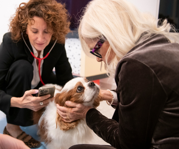 Soffio cardiaco nel cane: l’intelligenza artificiale aiuta a riconoscerlo precocemente